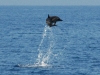 dsc_0118.jpg